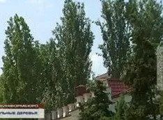 На Приморском бульваре планируют спилить старые деревья и высадить «экзотику» 