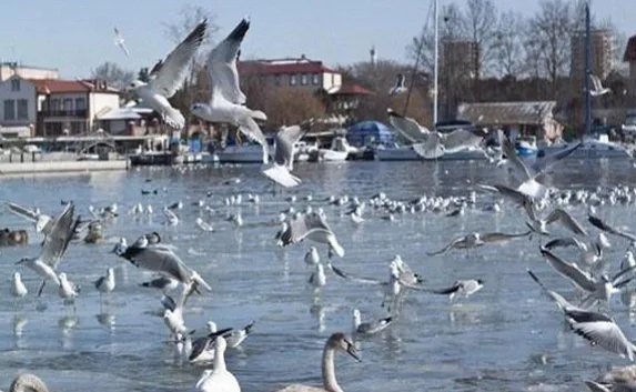 Яцуба попросил севастопольцев поделиться новогодними куличами с птицами