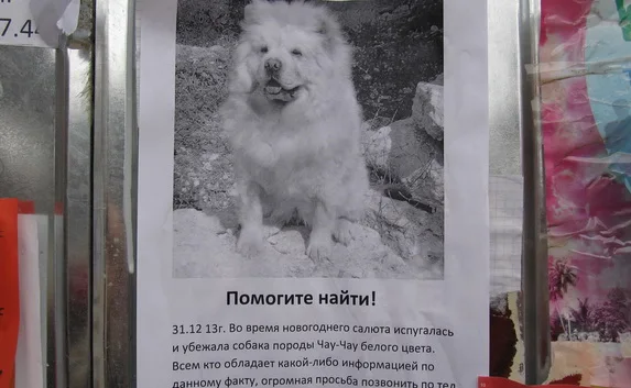 Белоснежная чау-чау — новогодняя «потеряшка». Помогите найти!