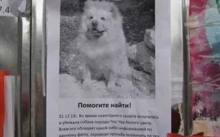 Белоснежная чау-чау — новогодняя «потеряшка». Помогите найти!