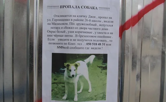 Ещё один случай потери собаки в Новогоднюю ночь — виной всему петарды