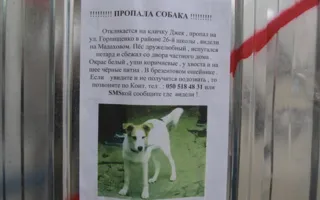 Ещё один случай потери собаки в Новогоднюю ночь — виной всему петарды