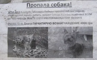 Йоркширский терьер — это не просто собака. Такого сложно найти даже за 4 000 гривен