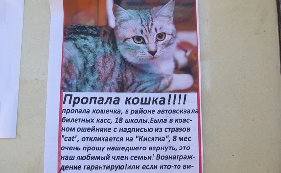 Хозяйка ищет Кисятку. Вознаграждение — 100 долларов!