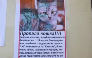 Хозяйка ищет Кисятку. Вознаграждение — 100 долларов!