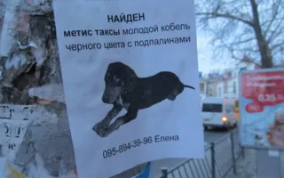 Метис таксы ищет своего хозяина