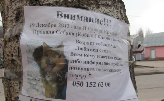 «Когда вот так пропадает собака — съел кто-то, думаешь»