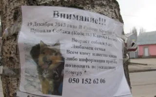 «Когда вот так пропадает собака — съел кто-то, думаешь»