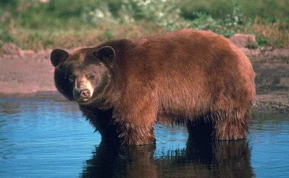 ​В зоопарке медведь спас тонущую ворону
