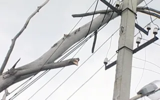 Упавшее дерево обесточило два села в Байдарской долине