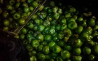 Трасса Севастополь — Симферополь усыпана... яблоками