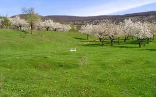 В Крыму восстановят чаиры