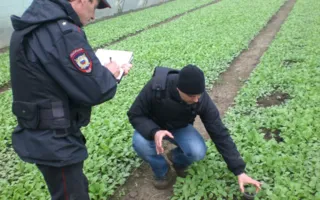 Кировские участковые изъяли у «нарколюбителя» коноплю и оружие