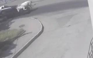 В Севастополе на «зебре» сбивают и людей, и коней