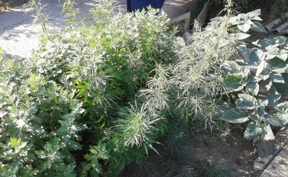 В Крыму выявили плантацию из 350-ти кустов конопли