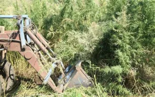 В Крыму трактором уничтожили конопляное поле 