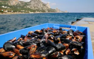 ​Единственную в Крыму устричную ферму могут закрыть