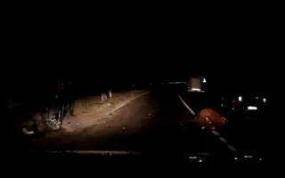 В районе Гончарного насмерть сбили корову