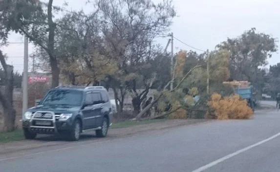 Водитель «Мерседеса» повалил дерево, пытаясь «объехать» пешехода