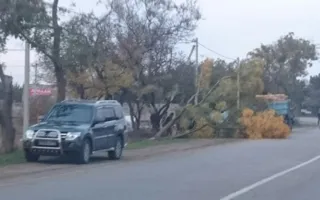 Водитель «Мерседеса» повалил дерево, пытаясь «объехать» пешехода