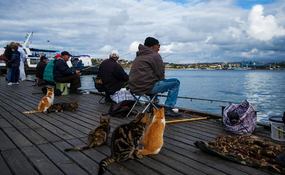Севастополь — город моряков, рыбаков и... кошек