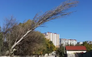 Дерево зловеще нависает над дорогой в Севастополе