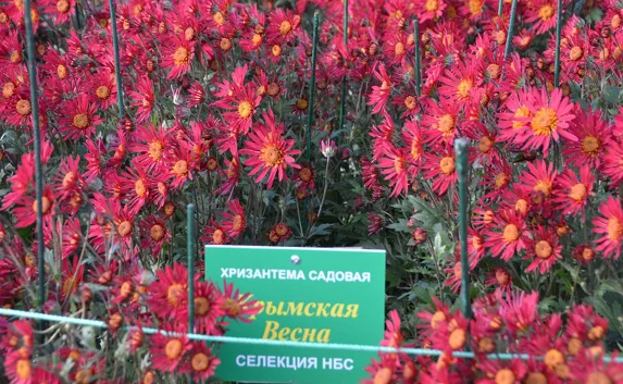 В Никитском ботсаду впервые зацвела «Крымская весна»