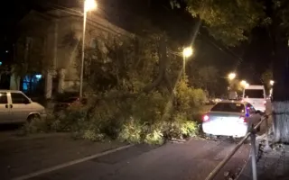 Дерево рухнуло на проезжую часть на Большой Морской
