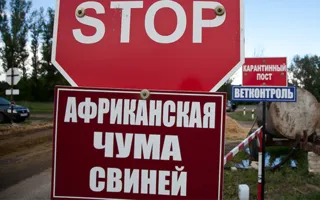 Ввоз свинины в Севастополь из некоторых районов Крыма запрещён