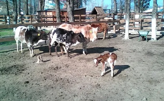 В парке миниатюр Бахчисарая родилась карликовая коровка