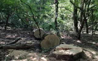 В урочище Ласпи неизвестные вырубают деревья