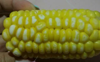 Севастопольцам продают кукурузу с белым налётом