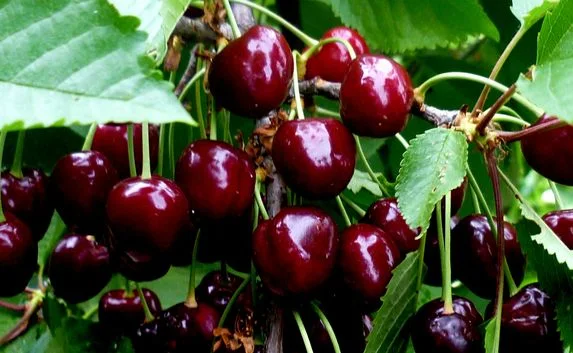 Кража 110 килограммов черешни: злоумышленники задержаны