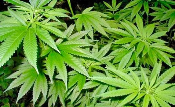 Полицейские изъяли кусты мака и конопли у сельского жителя 