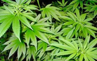 Полицейские изъяли кусты мака и конопли у сельского жителя 