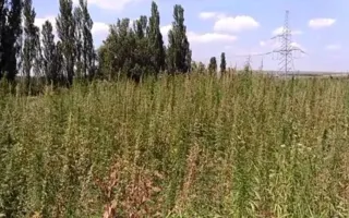 В Белогорском районе обнаружено поле с коноплёй: 500 тысяч кустов