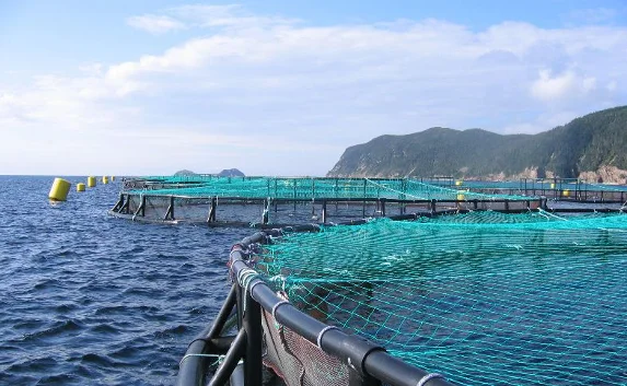 Морской гребешок и креветку будут разводить в Севастополе