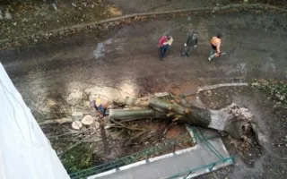 Уже неделю коммунальщики не убирают упавшее дерево в Балаклаве