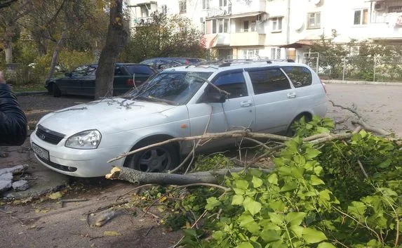 Упавшее дерево в Севастополе повредило автомобиль (фото)
