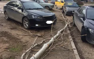 «Аномальная зона» на ПОРе: вчера — лужа, сегодня — тополь на авто (фото)
