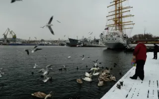Лебединое горе: в бухтах Севастополя массово гибнут птицы