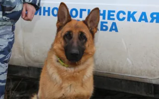 Служебная овчарка Юта помогла задержать преступника в Крыму