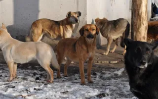 Аксёнов занялся бродячими животными