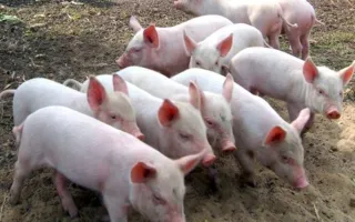 На Белогорский район Крыма распространилась АЧС