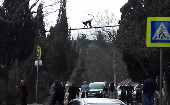 В Ялте ловили сбежавшую обезьяну — фото, видео