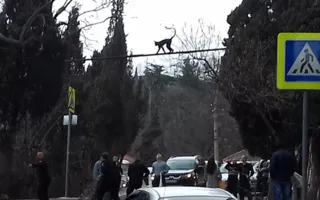 В Ялте ловили сбежавшую обезьяну — фото, видео