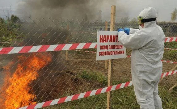 Больных африканской чумой свиней уничтожат в Крыму