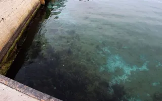 Дно моря в центре Севастополя покрыто странными пятнами — фотофакт