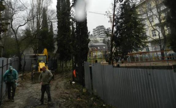 Полувековые кипарисы в Ялте срубили ради очередного магазина