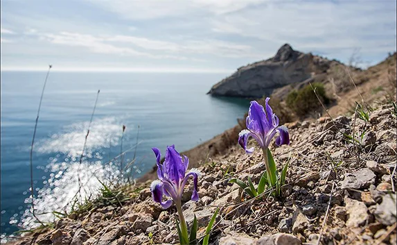 Погода в Крыму и Севастополе 29 марта: тепло и без осадков